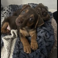 Jack Russell - Both