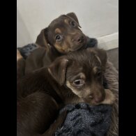 Jack Russell - Both