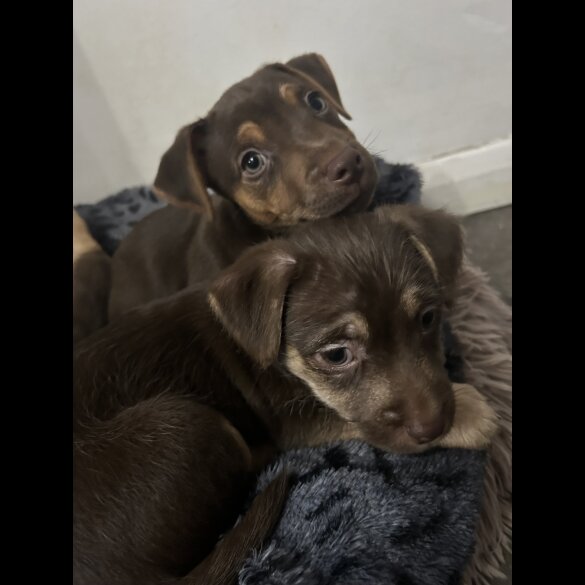 Jack Russell - Both