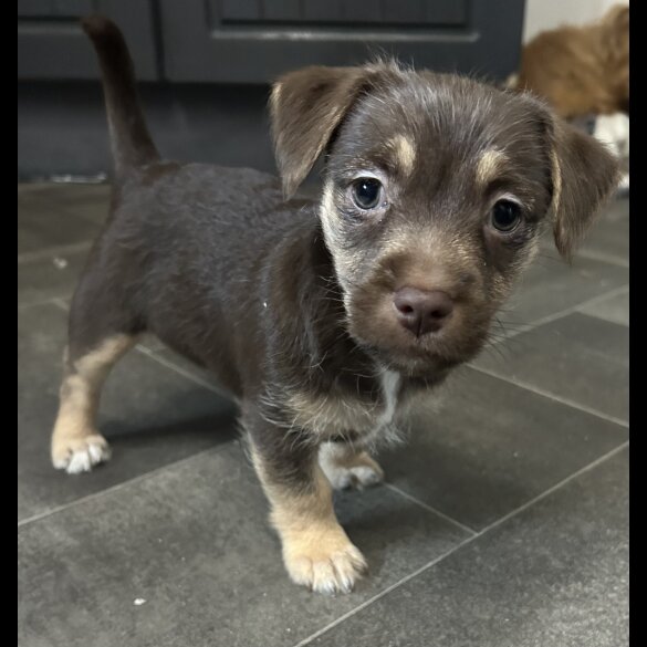 Jack Russell - Both