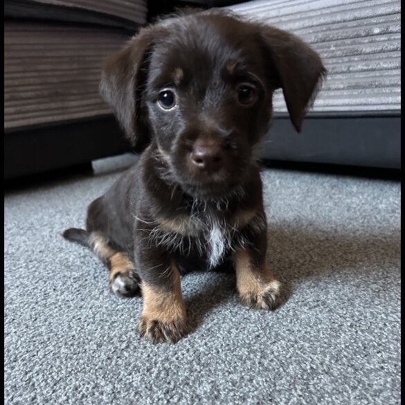 Jack Russell - Both