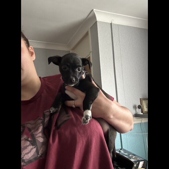 Jack Russell - Bitches