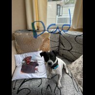 Jack Russell - Bitches