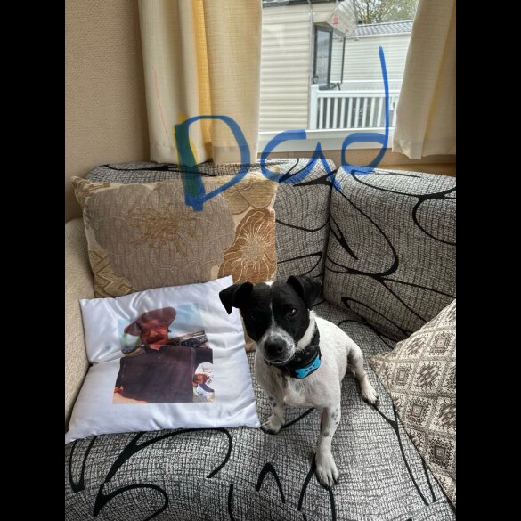 Jack Russell - Bitches