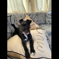 Jack Russell - Bitches