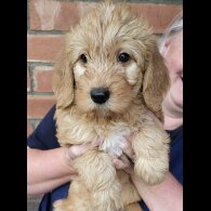Labradoodle - Both