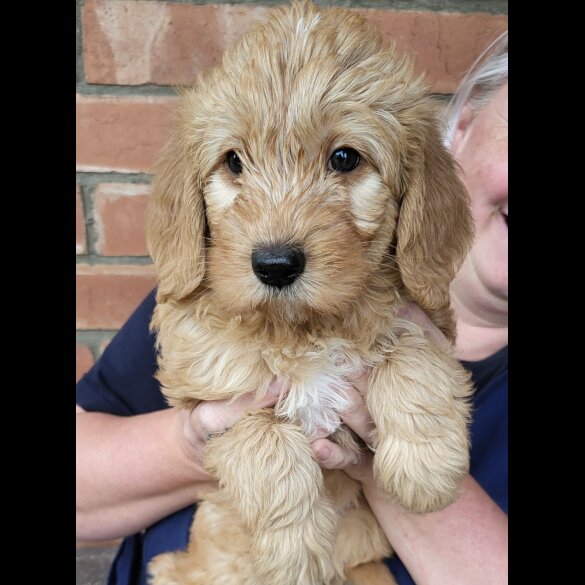 Labradoodle - Both