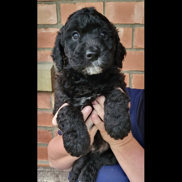 Labradoodle - Both