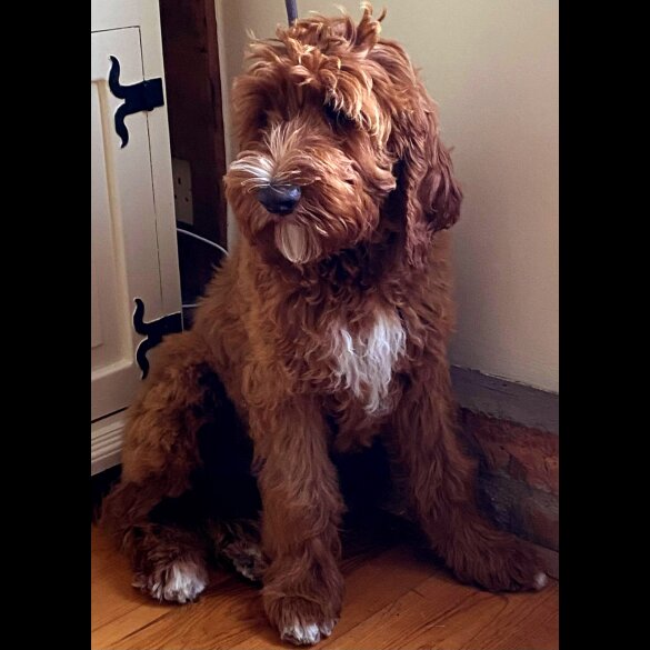 Labradoodle - Dogs