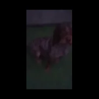 Labradoodle