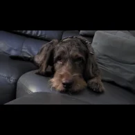 Labradoodle
