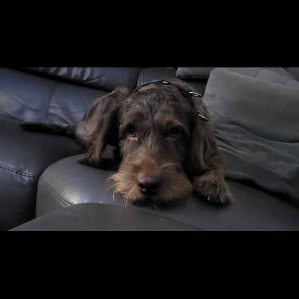 Labradoodle