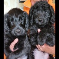 Labradoodle - Both