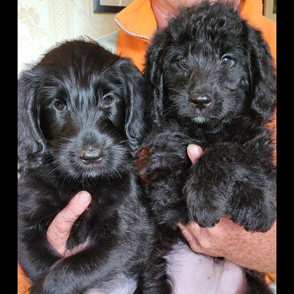 Labradoodle - Both