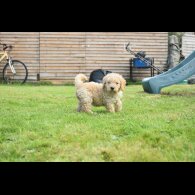 Labradoodle - Both