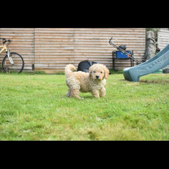Labradoodle - Both
