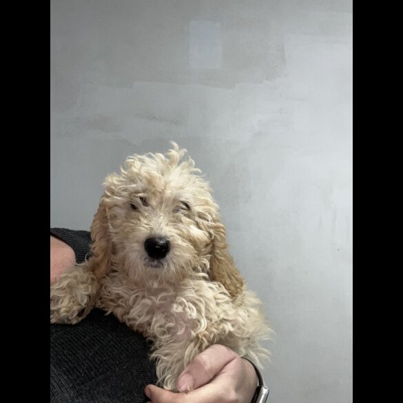Labradoodle - Both