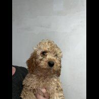 Labradoodle - Both