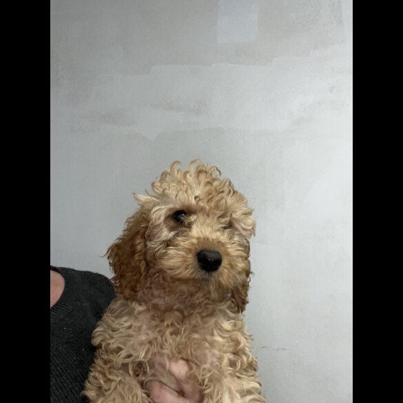Labradoodle - Both