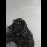 Labradoodle - Both