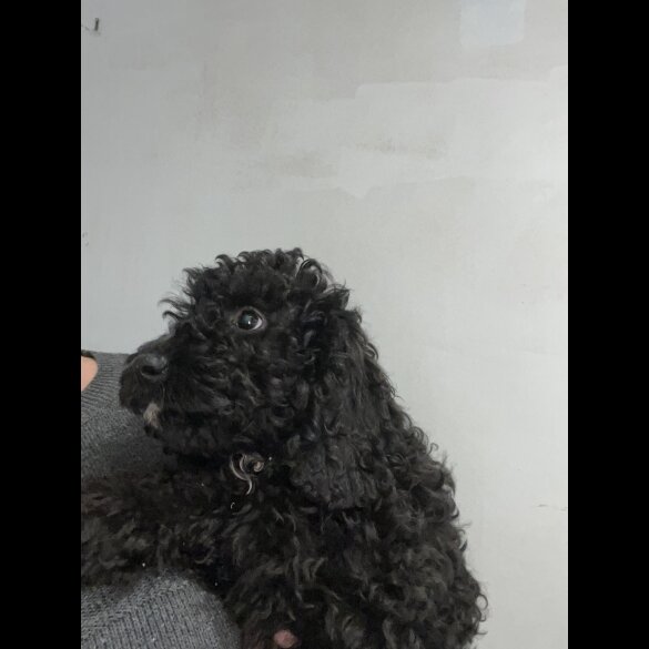 Labradoodle - Both
