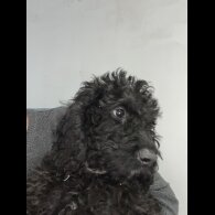 Labradoodle - Both