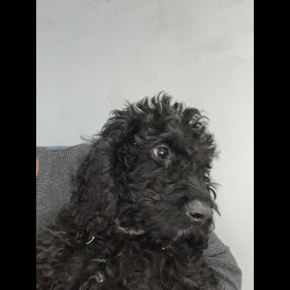 Labradoodle - Both