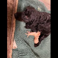 Labradoodle - Both