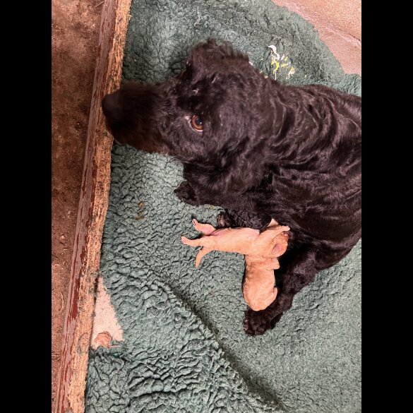 Labradoodle - Both