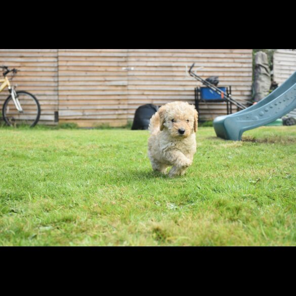 Labradoodle - Both