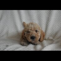 Labradoodle - Both