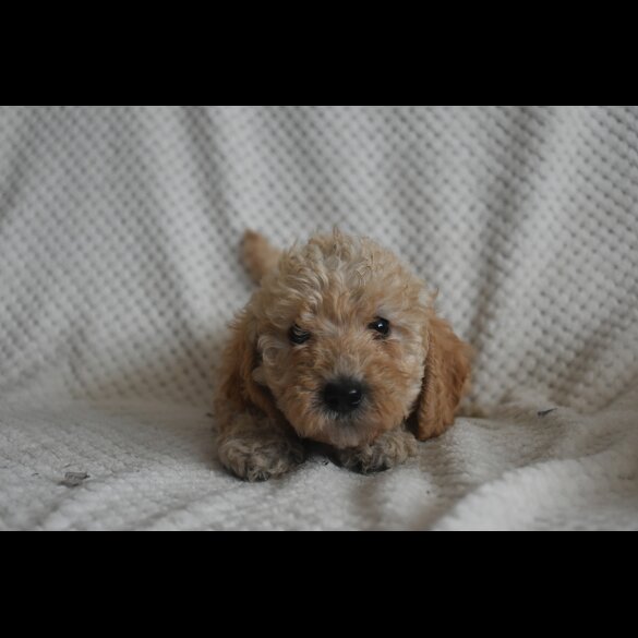 Labradoodle - Both