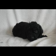 Labradoodle - Both