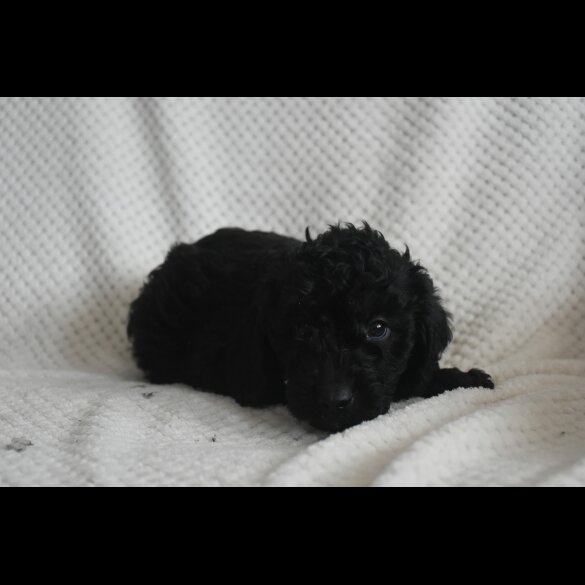Labradoodle - Both