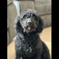 Labradoodle - Both