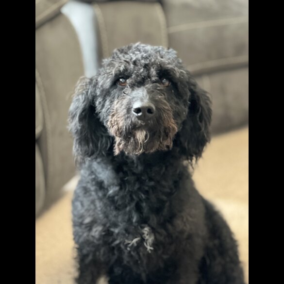 Labradoodle - Both