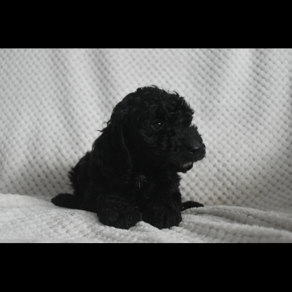 Labradoodle - Both