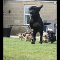 Labradoodle - Both