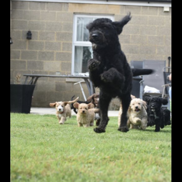 Labradoodle - Both