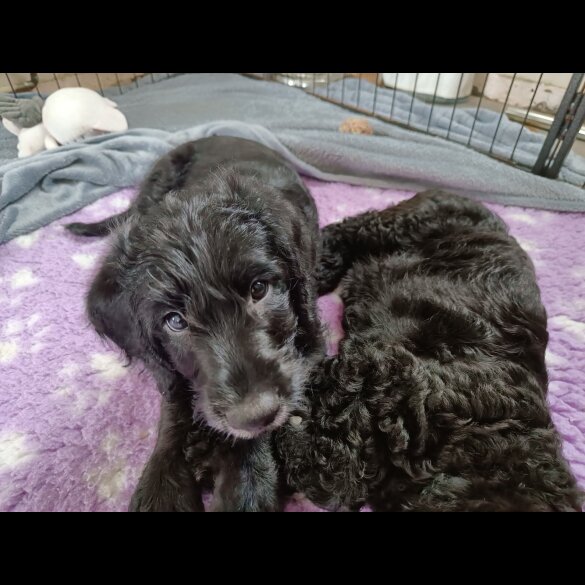 Labradoodle - Both