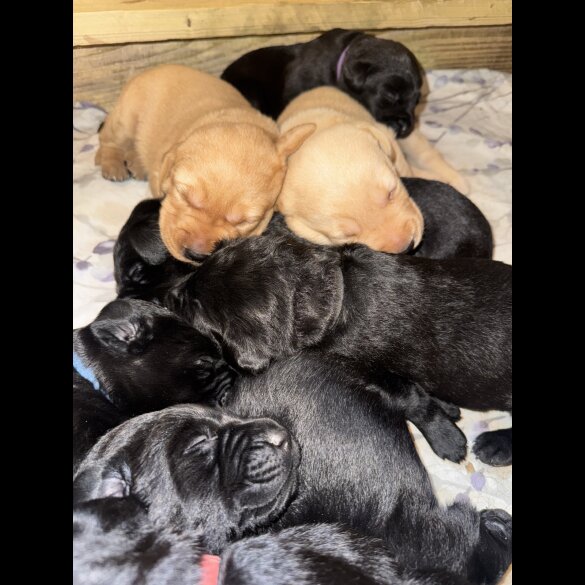 Labrador Retriever - Both