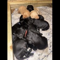 Labrador Retriever - Both