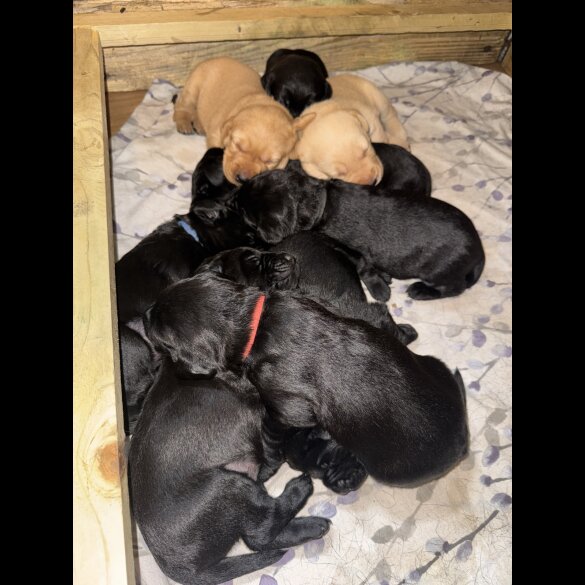 Labrador Retriever - Both