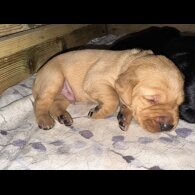 Labrador Retriever - Both