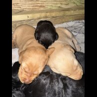 Labrador Retriever - Both