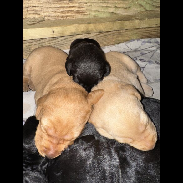 Labrador Retriever - Both