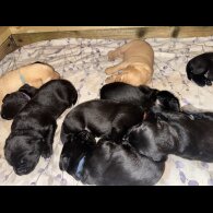Labrador Retriever - Both
