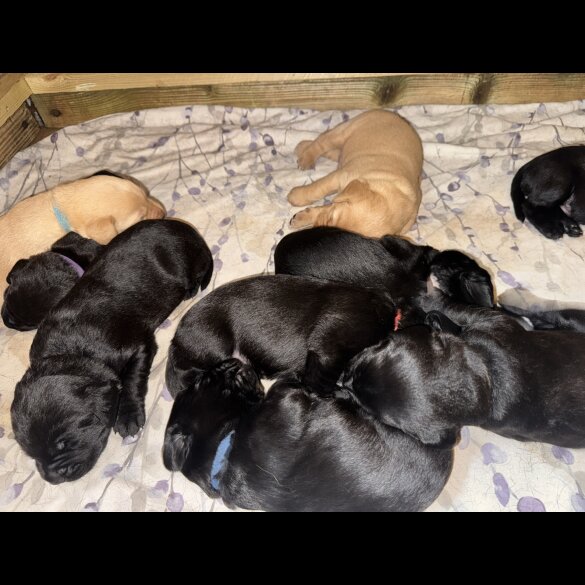 Labrador Retriever - Both