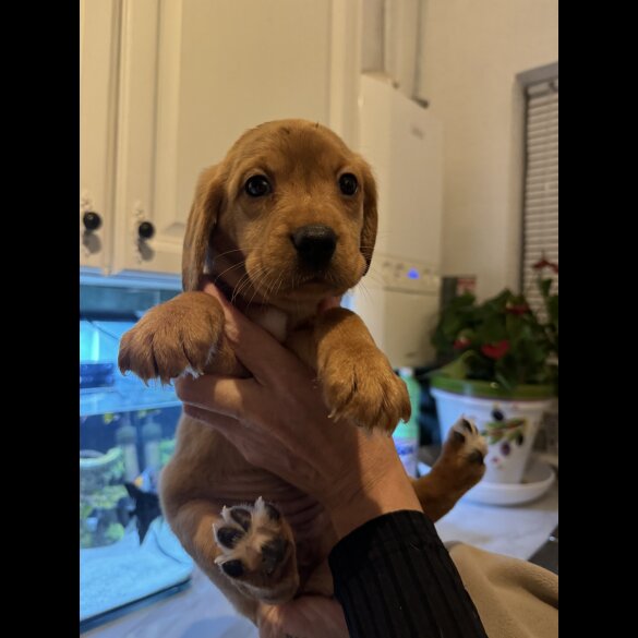 Labrador Retriever - Both