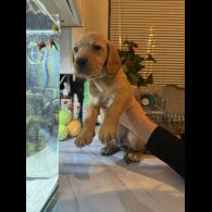 Labrador Retriever - Both